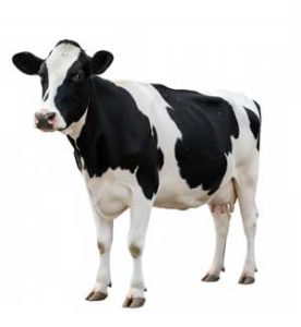 fair cow